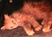Long-haired orange cat