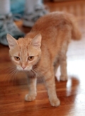 Short-haired orange cat