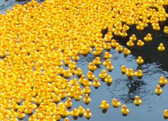 Thousands of ducks bob in the Mystic River