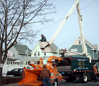 Medfordâ€™s Forestry Division works on a tree