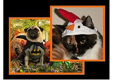 pet_costumes.png