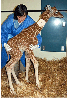 baby giraffe