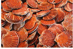 Les Coquilles by Will Tenney