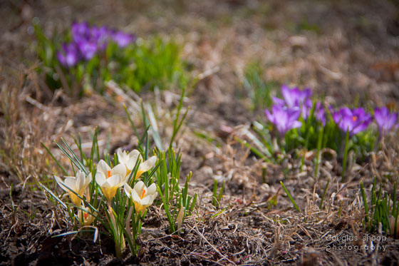 Spring flowers by Doug Shoop