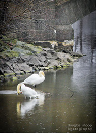 Swans on Mystic River