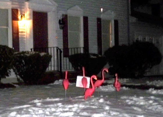 Pink flamingoes