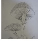 Mushroom by Owen Bailey