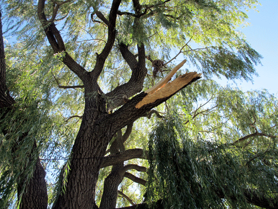 Willow tree damage