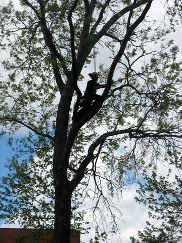 tree at Royall Park