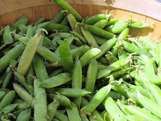 Green beans from Spring Brook Farm