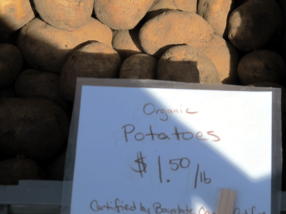 Potatoes from Misty Brook Farm