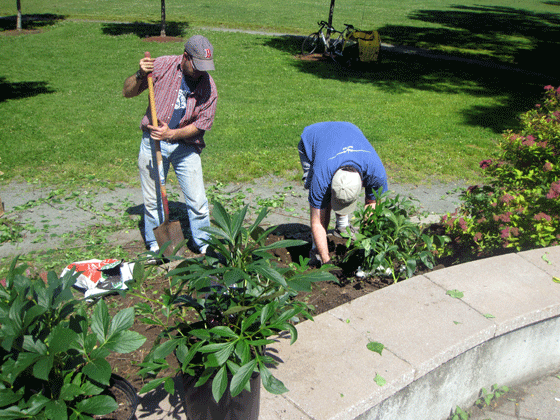 Volunteers plant donated bushes at Victory Park