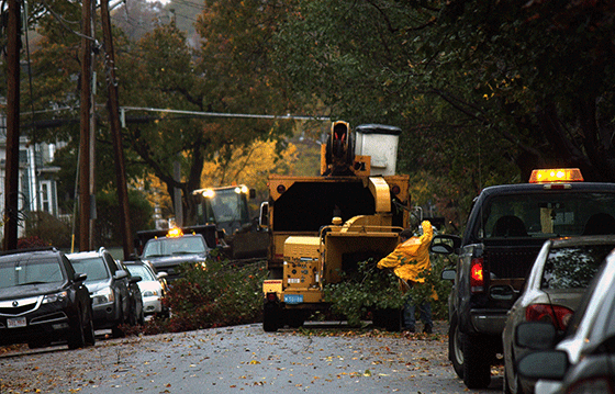 tree branch down on Dudley