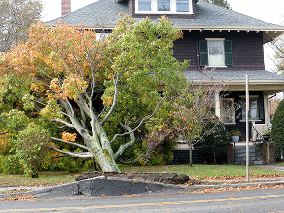Grove Street tree on house
