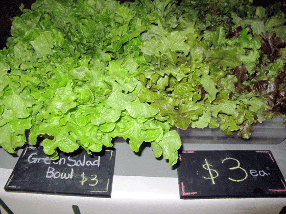 Andover Farm Greens