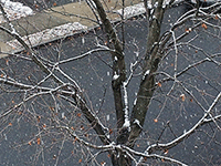 snow-covered tree