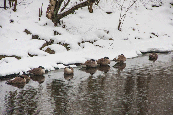 geese