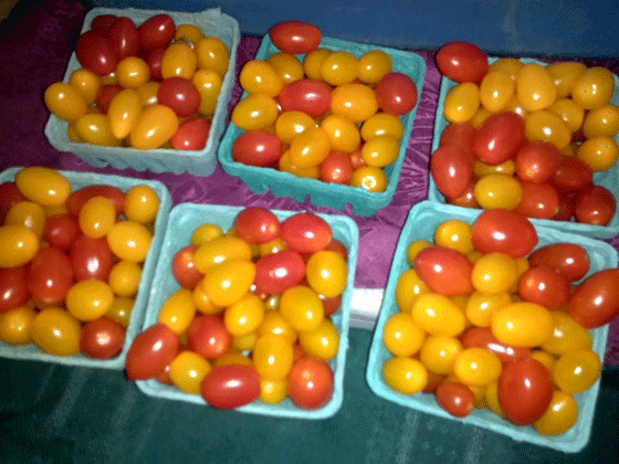 grape tomatoes