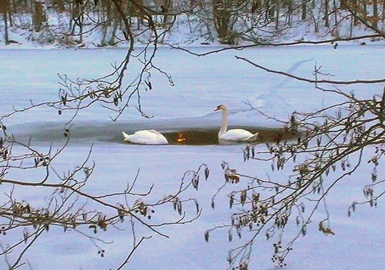swans on the Mystic River
