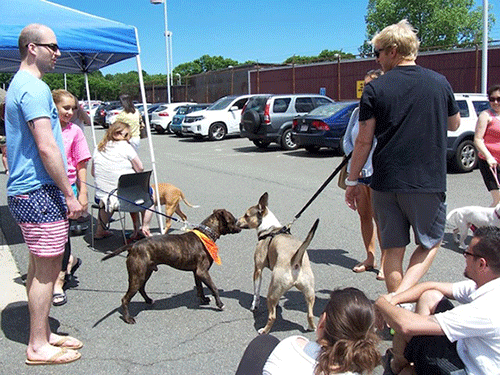 Kitty Connection adoption event