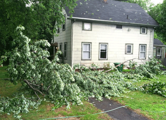 branch in yard