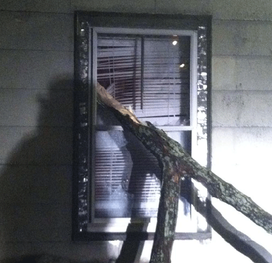 branch through window