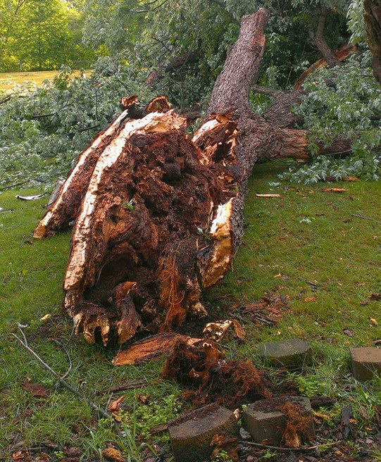 storm damage