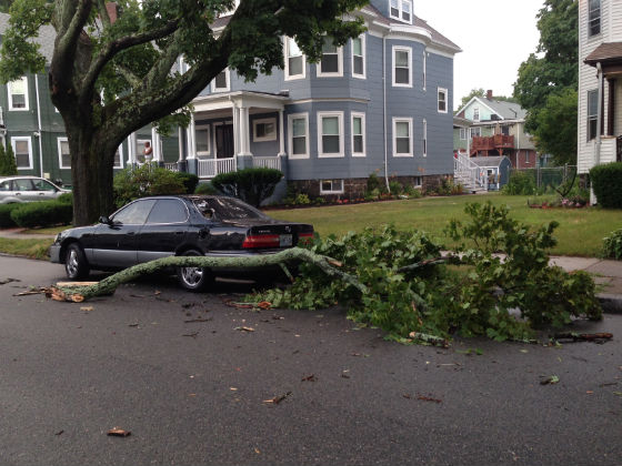 tree branch on car