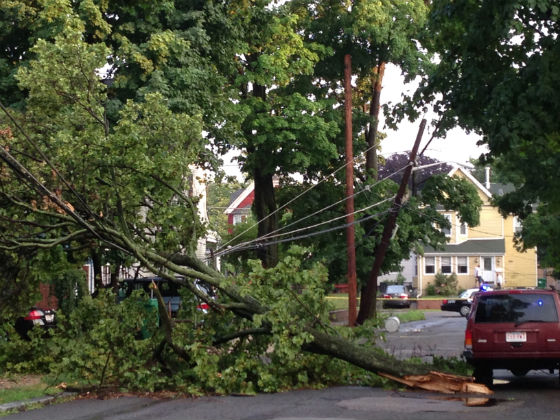 tree on power lines