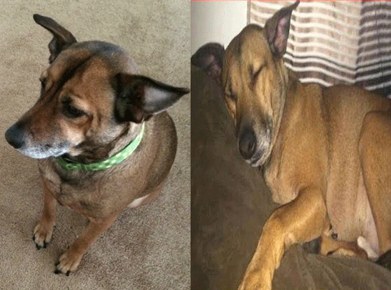 Missing dog from Magoun Avenue