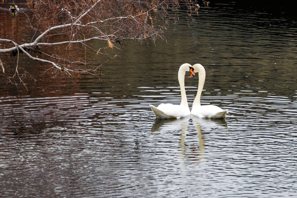 swans